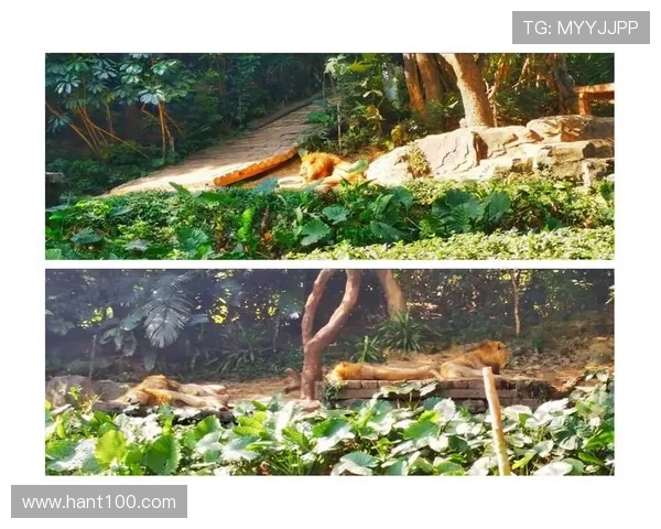 暴力猿王：丛林法则的终极演绎，力量与智慧的史诗